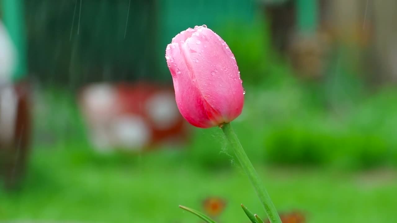 Pink tulip under the downpour, shallow concentration