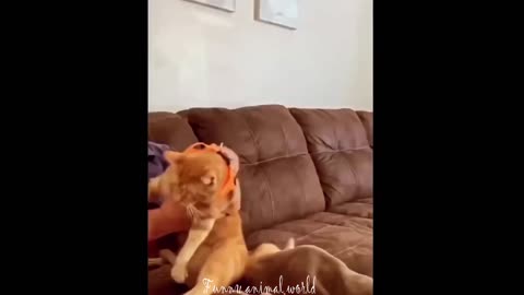 Funny cat videos _ Funny animal videos _ cats fail moments 2024 _ funny dog video _ cute funny cats