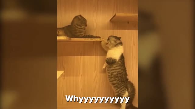 cats arguing