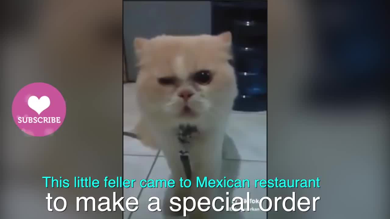 Talking Cats - These Cats Can Speak English Better Than Hooman 😳 Cat Ordering Tacos