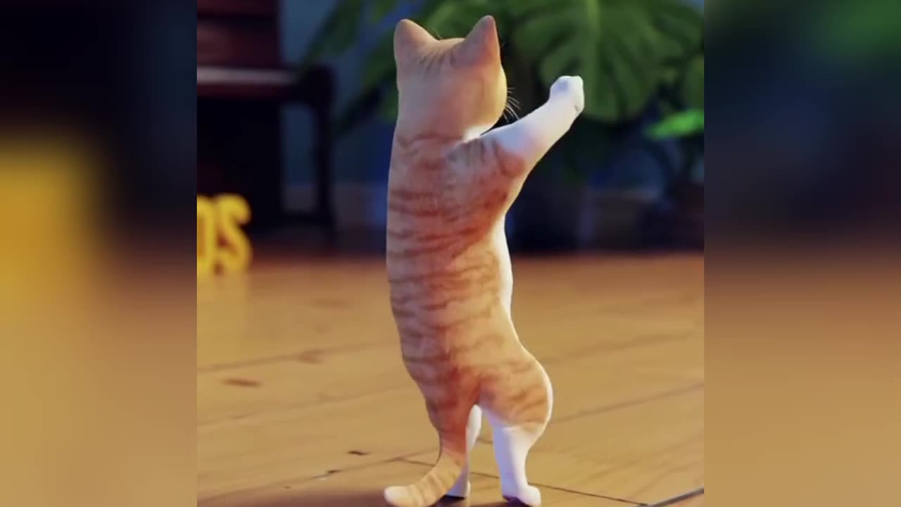 Funny cat's