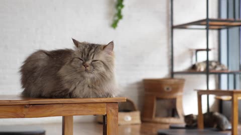 How To Take Care Of Cat_ Happy and Healthy Felines