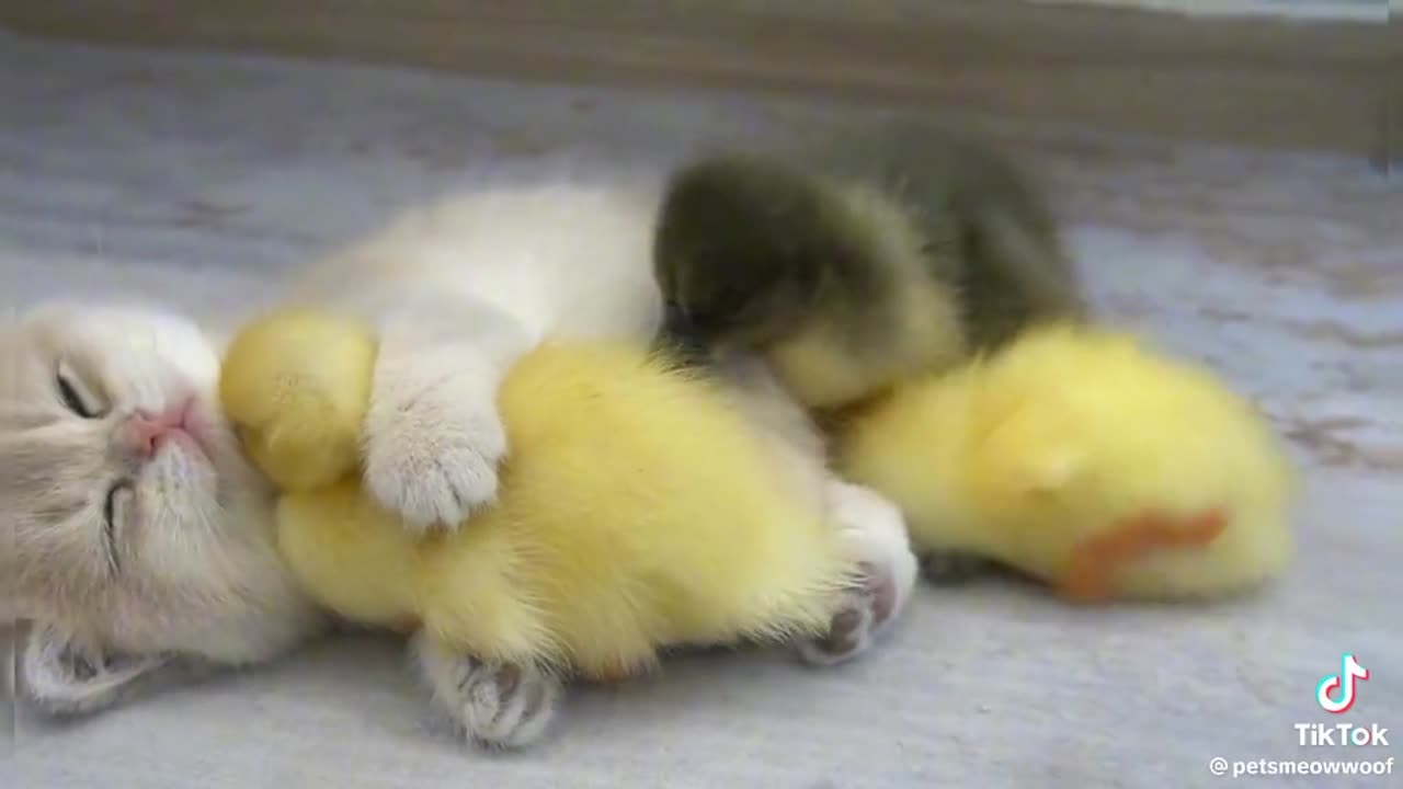 Cat and chick love