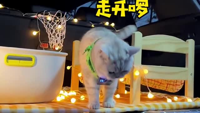 The kitten refuses to go home after having its own RVe