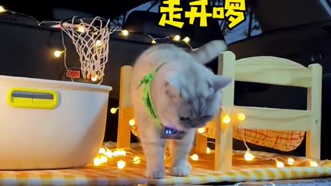 The kitten refuses to go home after having its own RVe
