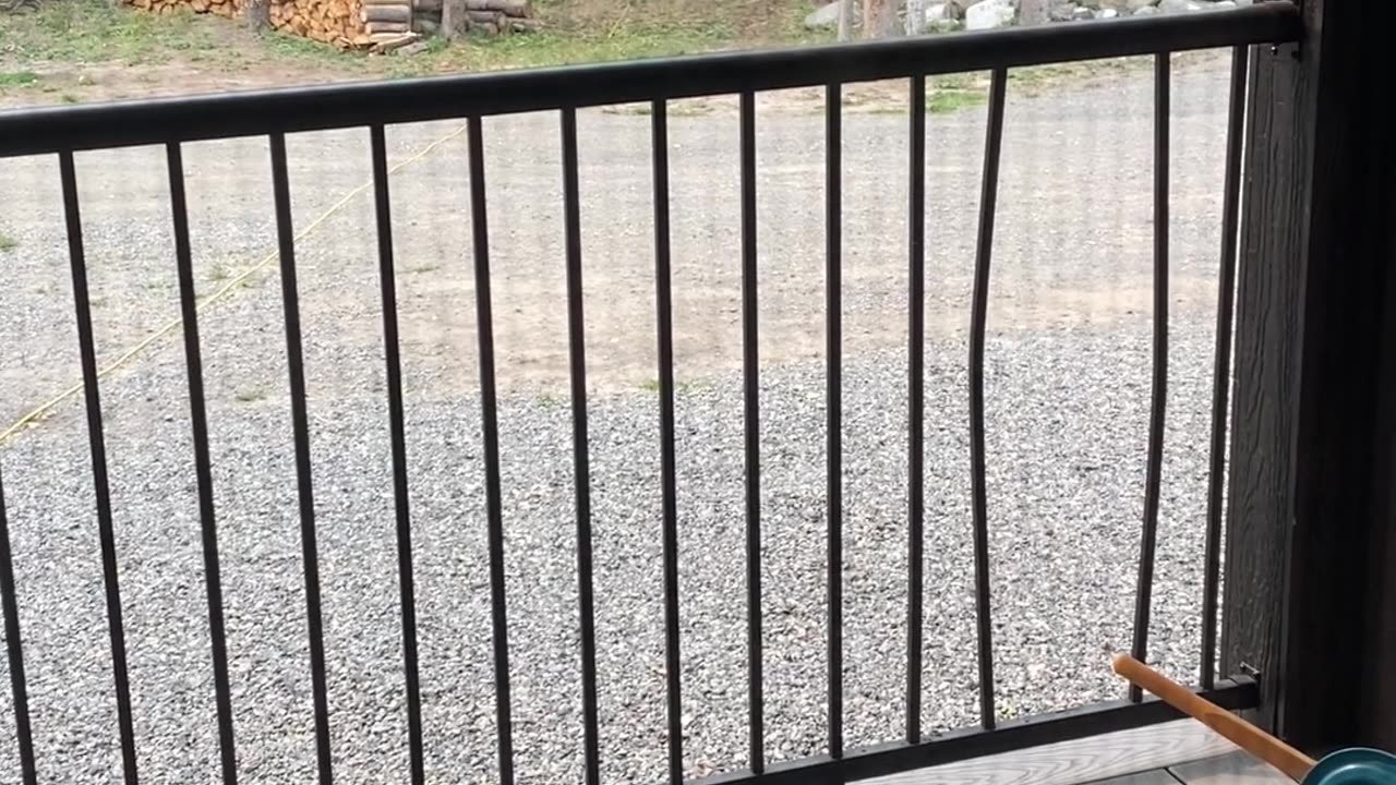 Spooked Black Bear Breaks Through Porch Railing