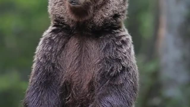 Mommy bear with her cub
