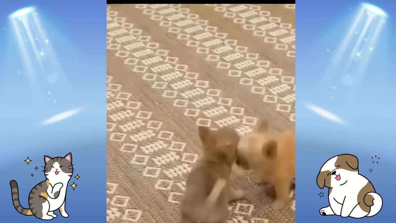 Funniest Animals 🐕🐾🐈Best Of The 2020 Funny Animal Videos 😁 - Funny Animals Funny
