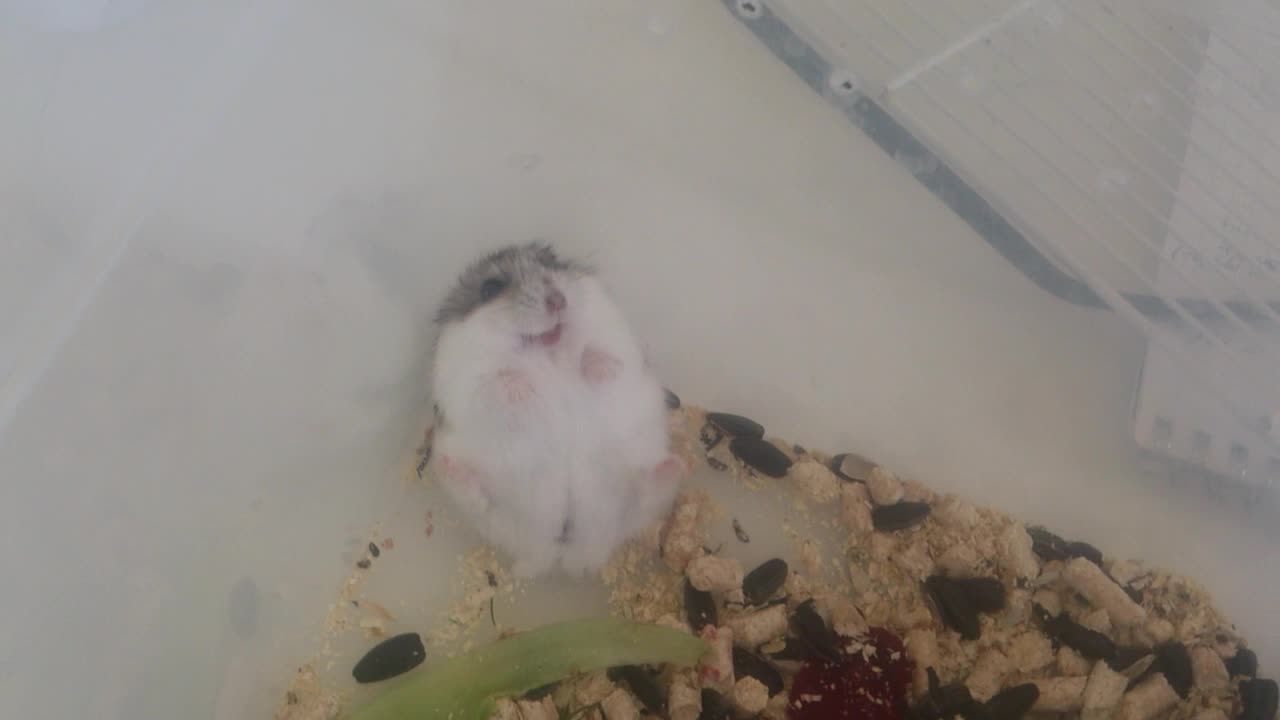 Hamster Doesn't Like to be Handled