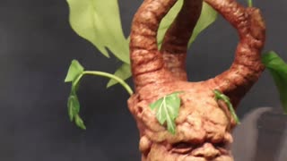 I Found A Shy Mandrake. #harrypotter #wbtour #tokyo #themakingofharrypotter