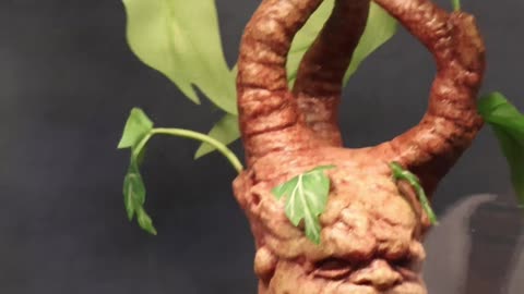 I Found A Shy Mandrake. #harrypotter #wbtour #tokyo #themakingofharrypotter