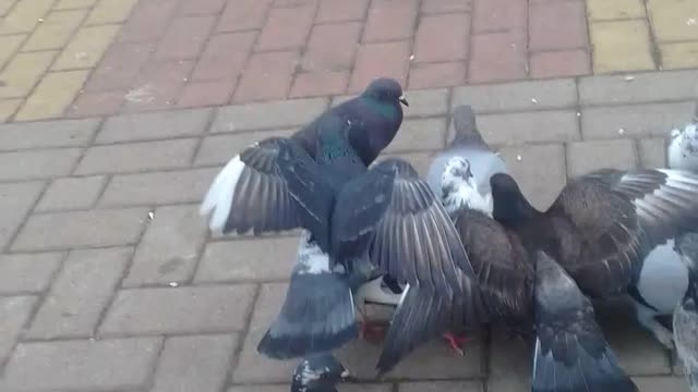 alimentando os pombos no parque pt1