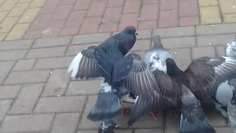 alimentando os pombos no parque pt1