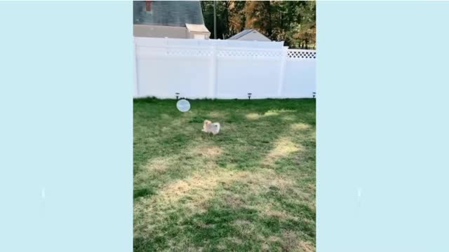 Cute Puppy Plays with Bolloon 😍