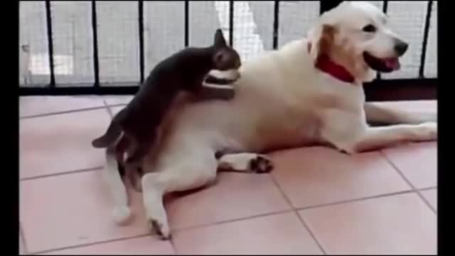 Amazing movies best funny animals 2021