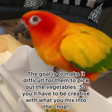 Easy Chop Recipe for Picky Birds