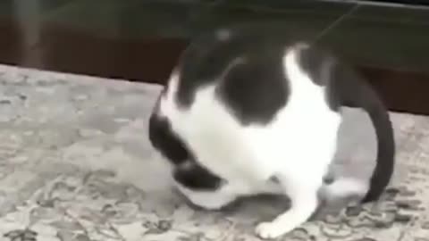 Cat's workout