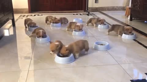 Cute Puppies Doing Funny Things-2021- Funny Things