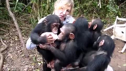 Cuddly Baby Chimpanzees -