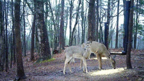 The Woods - 02/27/2021