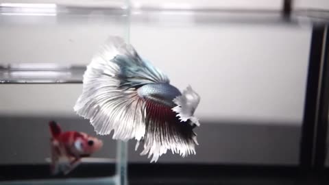 Beutiful Betta Fish Collection