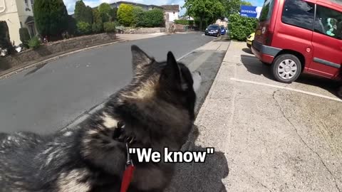 Husky COMFORTS Nervous DOG At The Vets! And Gets Love!