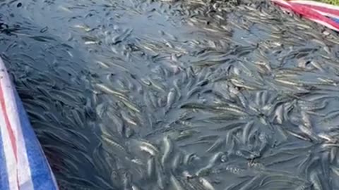 Harvesting 3 Tons of Snakehead Fish