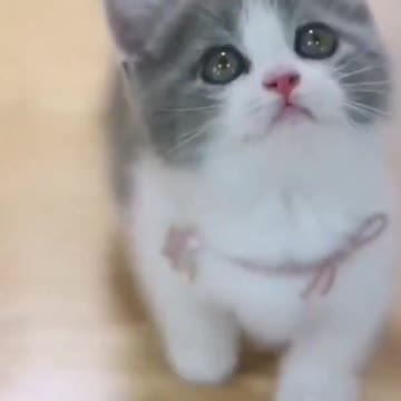 CUTE CAT