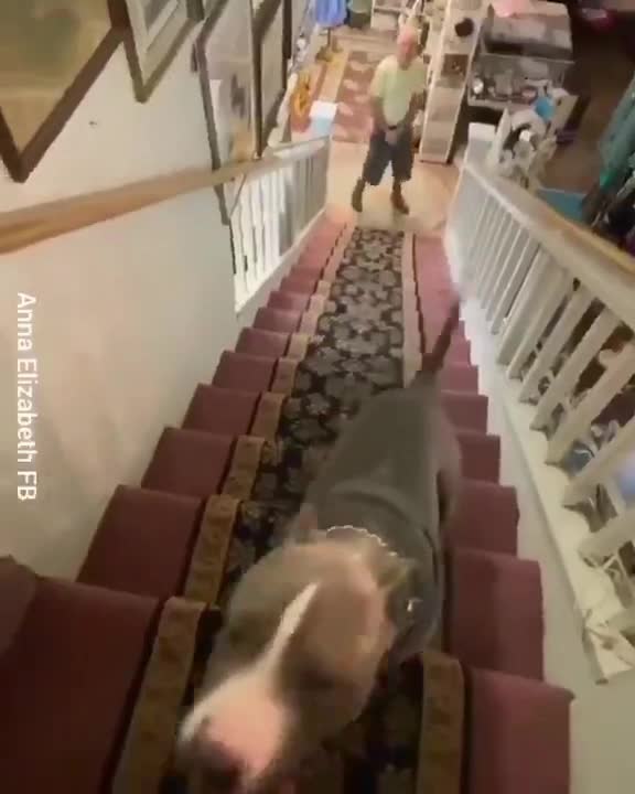 Dog Makes Fun Of Joe Biden