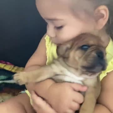 Sweet baby kisses Frenchie puppy