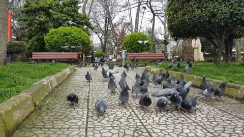 Beautiful Pigeons Eating food on the fly😍