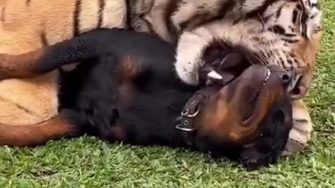 The most unlikely friendship 🐅🐶