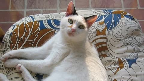 Cats And Dogs – The Top 10 Most Dog-Friendly Cat Breeds