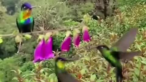 relaxing video and Bird 🐦🔊sounds 🌿🍃nature relaxing life fresh🍃💦 view