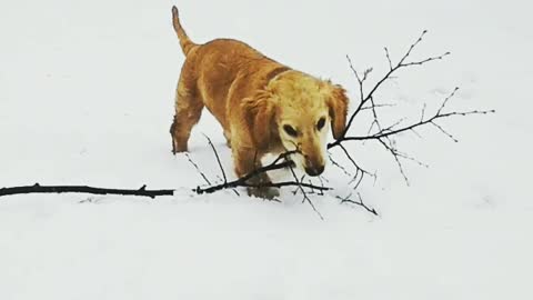 Snowy Puppy