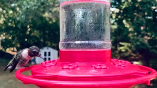 Hummingbird Land