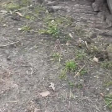 Video seemingly showing the moment Ukrainian troops inspect a Russian T-72