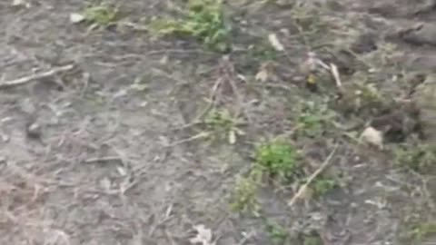 Video seemingly showing the moment Ukrainian troops inspect a Russian T-72