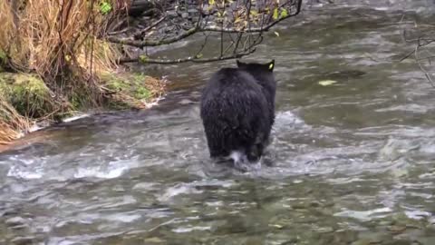 FISHING BEAR OR HUNTER .........