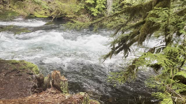 Exploring the BEAUTIFUL McKenzie River Area – Sahalie Falls & Koosah Falls Loop – 4K