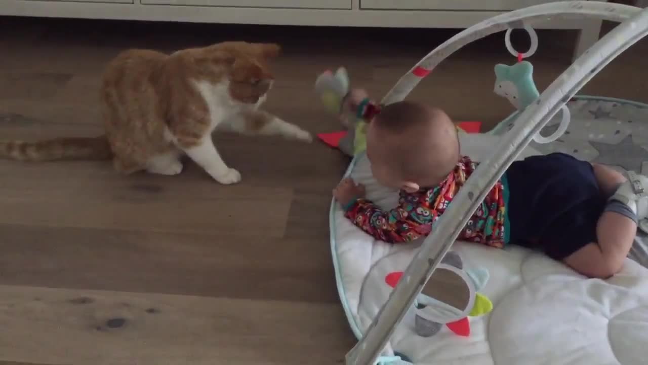 Gato y bebé comparten sorprendente amistad