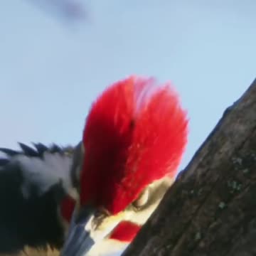 woodpecker strong Bird