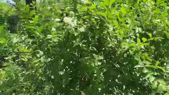 Green plants swaying in the wind