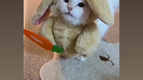 Oh so cute cat lovers 🥰💖💕😍