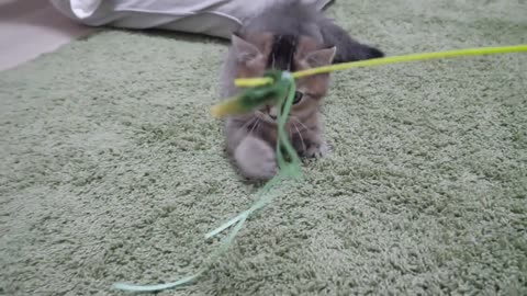 The kitten got tired of playing with his owner