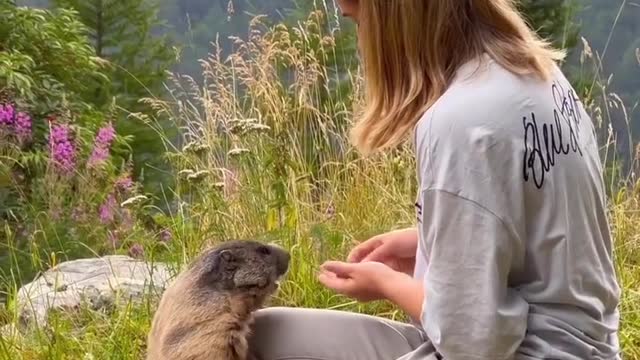 Cutest marmot in Saas-Fee Marmots are large ground squirrels