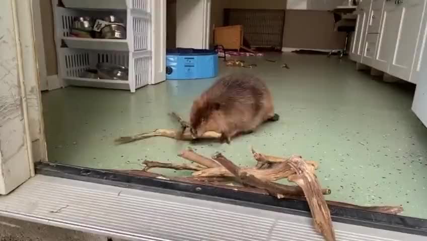 Beaver building a dam in a house