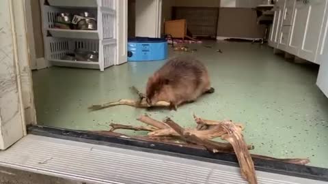 Beaver building a dam in a house