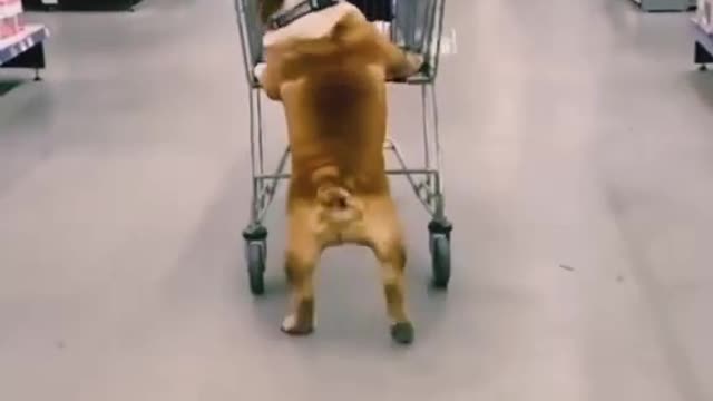 The dog try to buying good in a super market