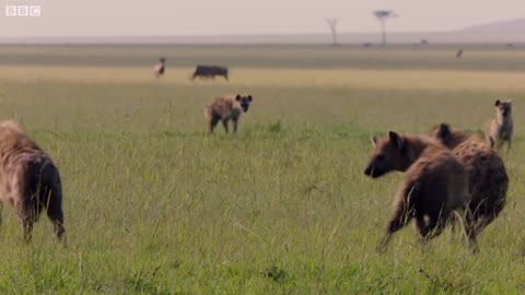 Lion Trapped by Clan of Hyenas | Dynasties | BBC Earth